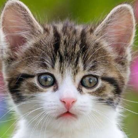 New sealed Ravensburger-3x49 Piece Puzzle - Kittens (cats) - Picture 7 of 16